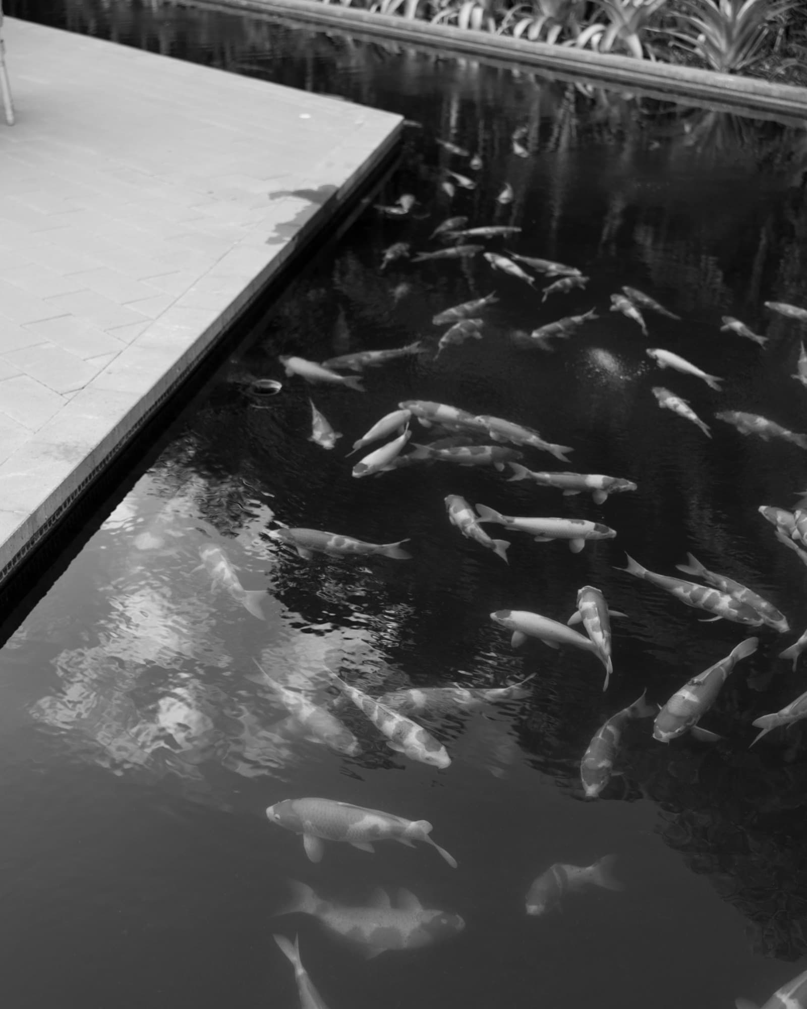 Koi moving through the pond at The Glass Venue, black and white — The Glass Venue wedding venue, Miami, Florida